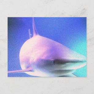 Killer Shark-vykort Vykort