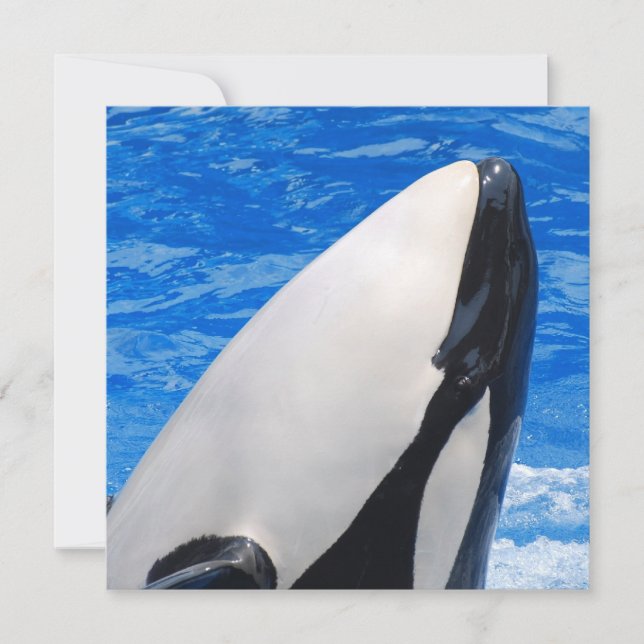 Killer Whale (Framsida)