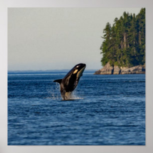 Killer Whale Breaching out Ocean Vatten Poster