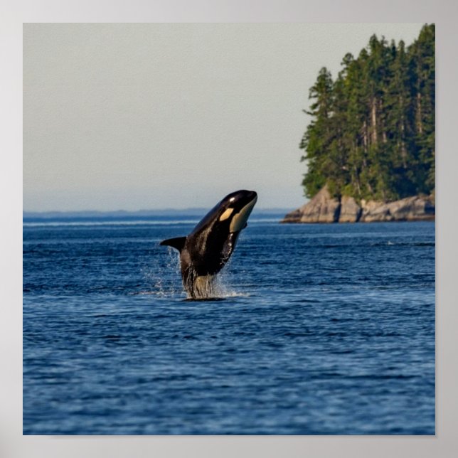 Killer Whale Breaching out Ocean Vatten Poster (Framsidan)