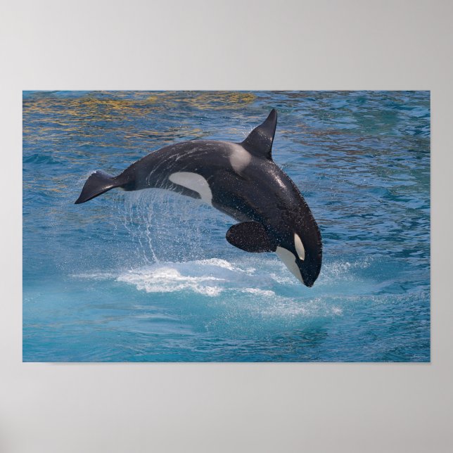 Killer whale hoppade ut från vatten poster (Framsidan)