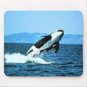Killer Whale Musmatta