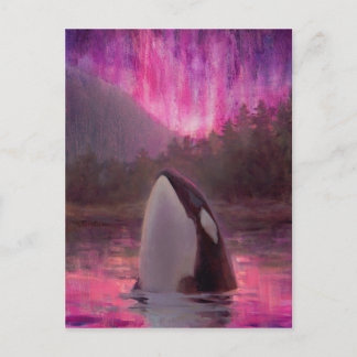 Killer Whale Orca och Rosa/Magenta norra Ljus Vykort
