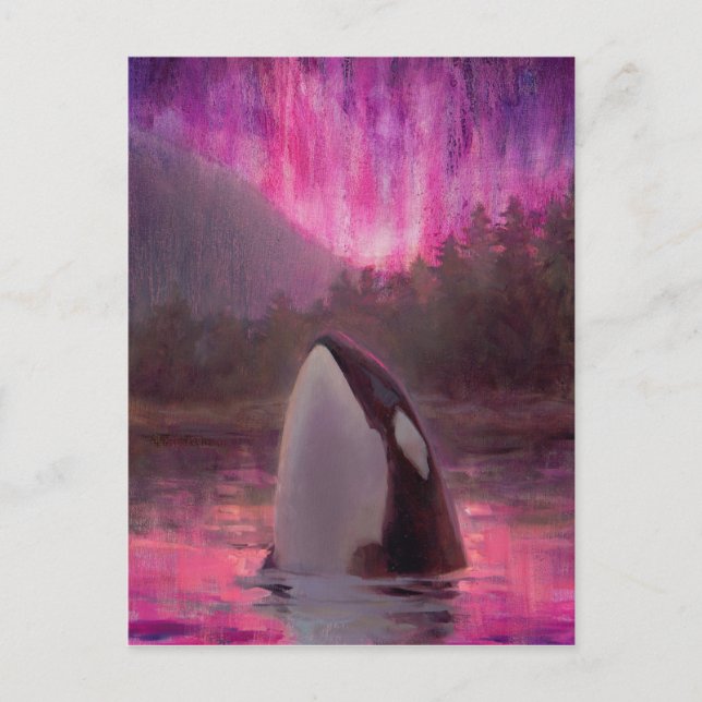 Killer Whale Orca och Rosa/Magenta norra Ljus Vykort (Framsida)
