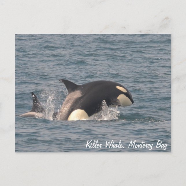Killer Whale (Orca) vykort (Framsida)