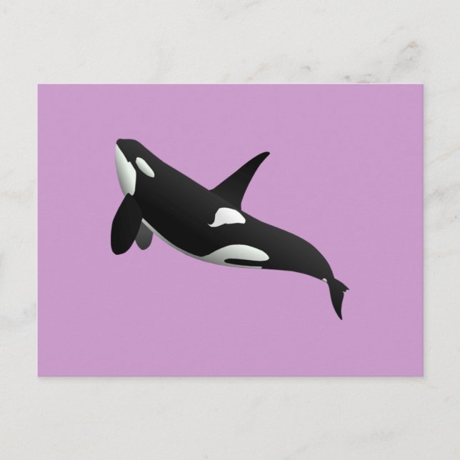 Killer Whale, Orcinus Orca Vykort (Framsida)