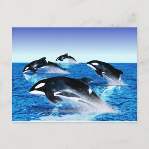 Killer Whale Pod Vykort