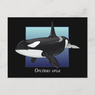 Killer Whale Postcard Vykort