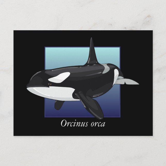 Killer Whale Postcard Vykort (Framsida)