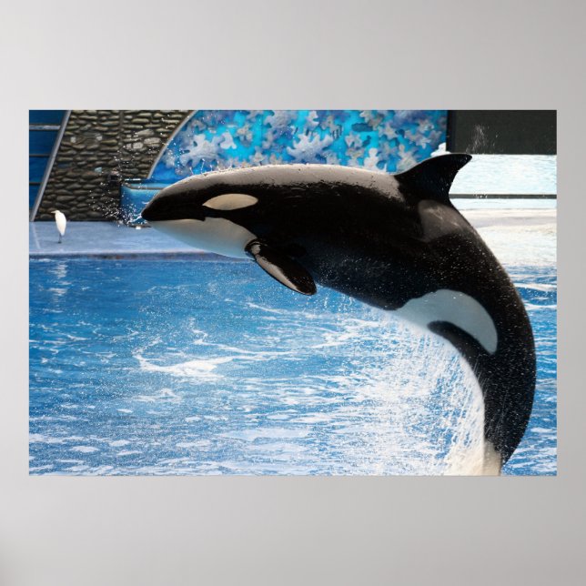 Killer Whale Poster (Framsidan)
