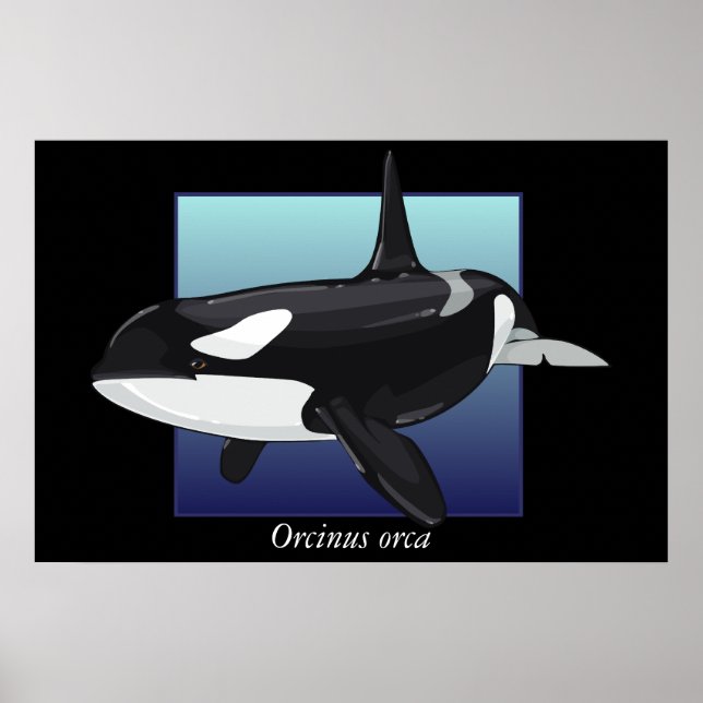 Killer Whale Poster (Framsidan)