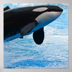 Killer Whale Print Poster