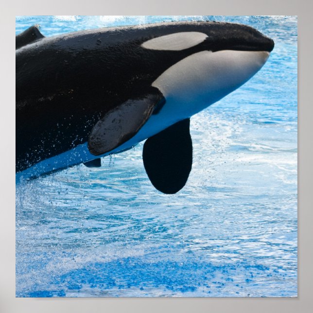 Killer Whale Print Poster (Framsidan)