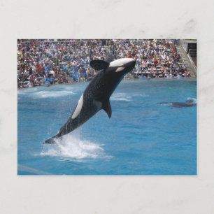 Killer Whale Vykort