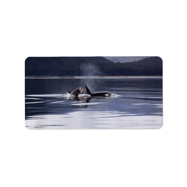 Killer Whales Adressetikett (Framsidan)