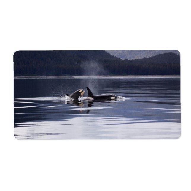 Killer Whales Fraktsedel (Framsidan)