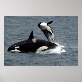 Killer whales hoppar poster