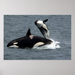 Killer whales hoppar poster