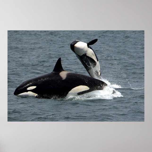Killer whales hoppar poster (Framsidan)