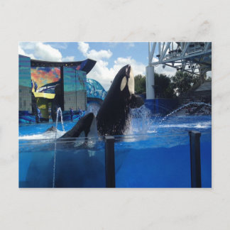 Killer Whales i Florida Vykort
