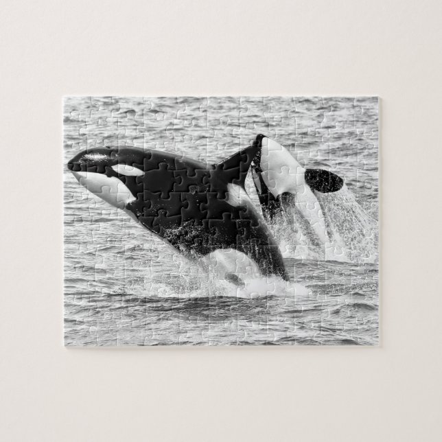 Killer Whales in monochrome, Jigszawa Puzzle Pussel (Horisontell)