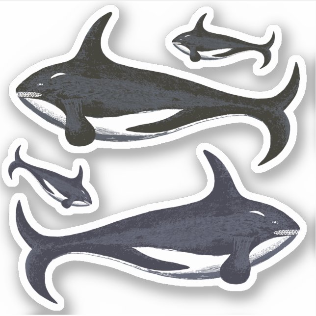 Killer Whales Klistermärken (Framsida)