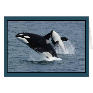 Killer Whales Orcinus orca Breaching Hälsningskort