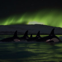 Killer Whales under Auroran - Orca