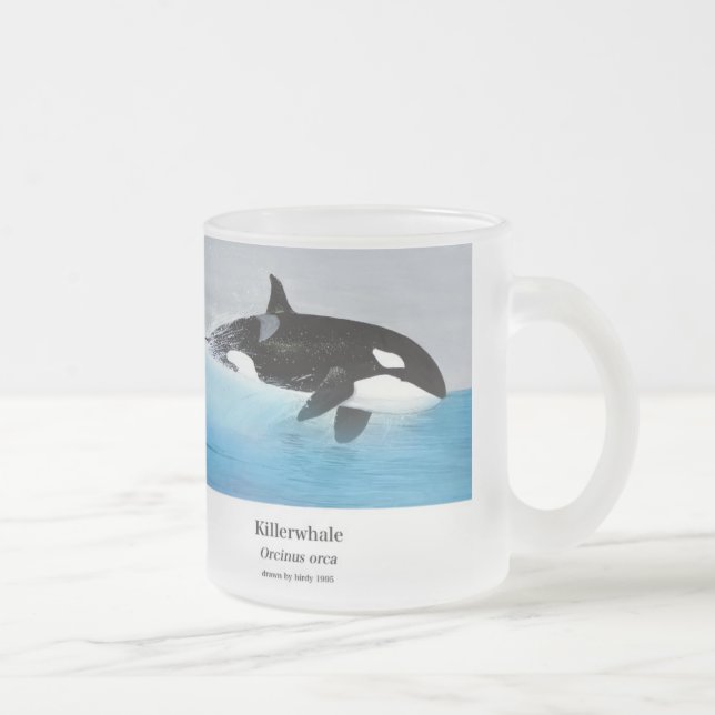 Killerwhale , Orcinus orca Frostad Glasmugg (Höger)