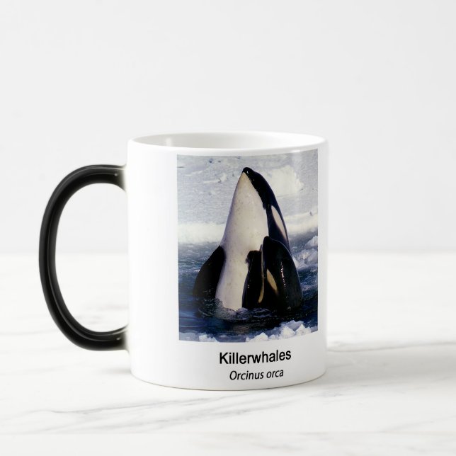 Killerwhale , Orcinus orca Magisk Mugg (Vänster)