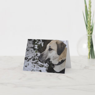 Kilo Notecard för Nowzad räddinghund Kort