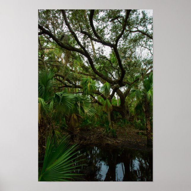 Kilpatrick Hammock, Kissimmee Prairie Preserve, FL Poster (Framsidan)