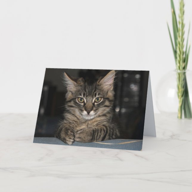 Kimber Cat Bränn inte ditt födelsedagskort Kort (Framsida)