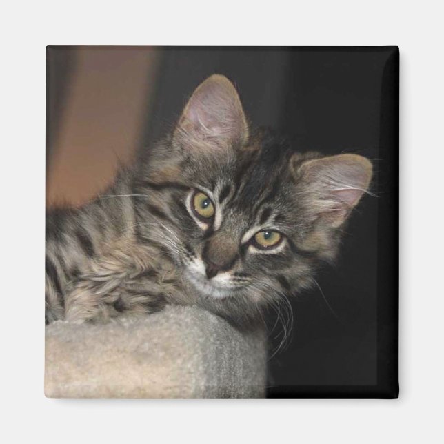 Kimber Chillin'Kitten Magnet (Framsidan)