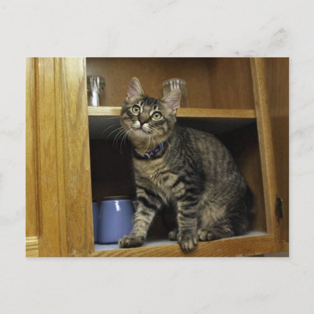 Kimber in Cupboard-vykort Vykort (Framsida)