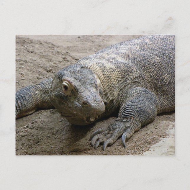 Kimodo Dragon Vykort (Framsida)