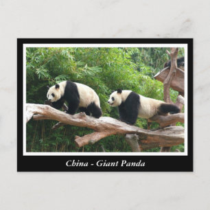 Kina -Jättepanda Vykort