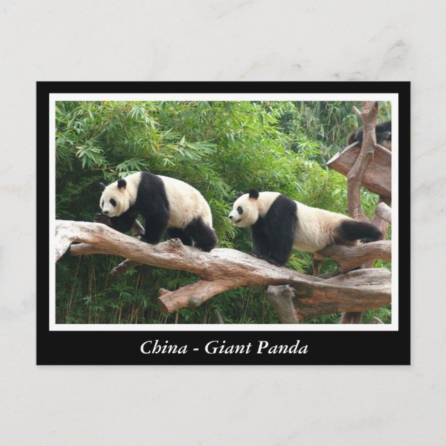 Kina -Jättepanda Vykort (Framsida)