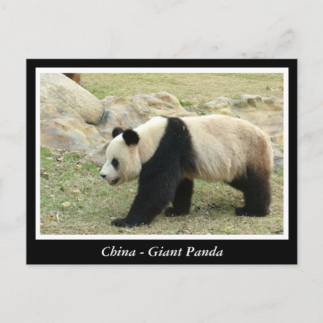 Kina, jättepanda vykort (Framsida)