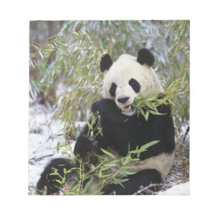 Kina, Sichuanprovinsen. Stor Panda äter på Anteckningsblock