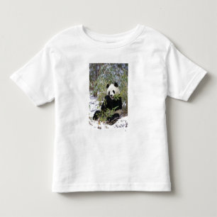 Kina, Sichuanprovinsen. Stor panda äter på Tee Shirt