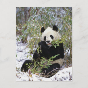 Kina, Sichuanprovinsen. Stor panda äter på Vykort