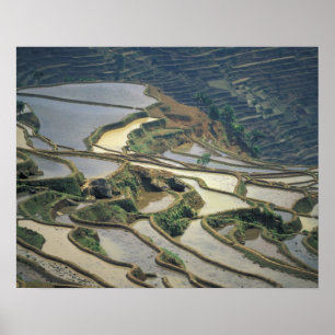 Kina, Yunnan-provinsen. Översvämmade ris terrasser Poster