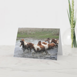 Kincoteague Ponies Greeting Card Kort
