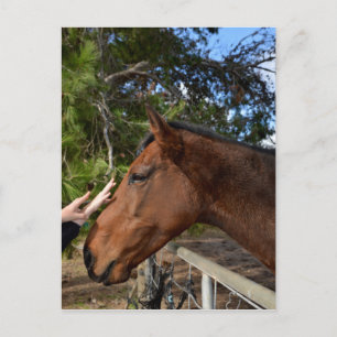 "Kind Touch: Bonding with a Gentle Brown Horse" Vykort