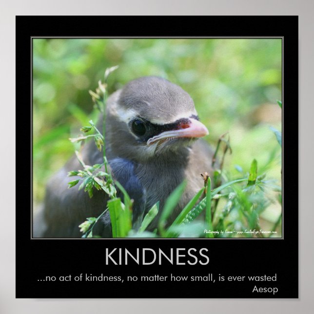Kindness Baby Bird Inspirational Quote Poster (Framsidan)