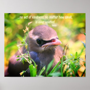 Kindness Citote Baby Bird Inspirational Poster
