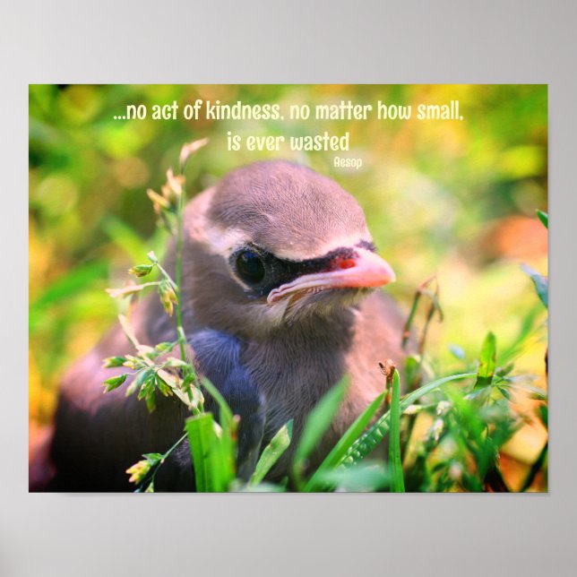 Kindness Citote Baby Bird Inspirational Poster (Framsidan)