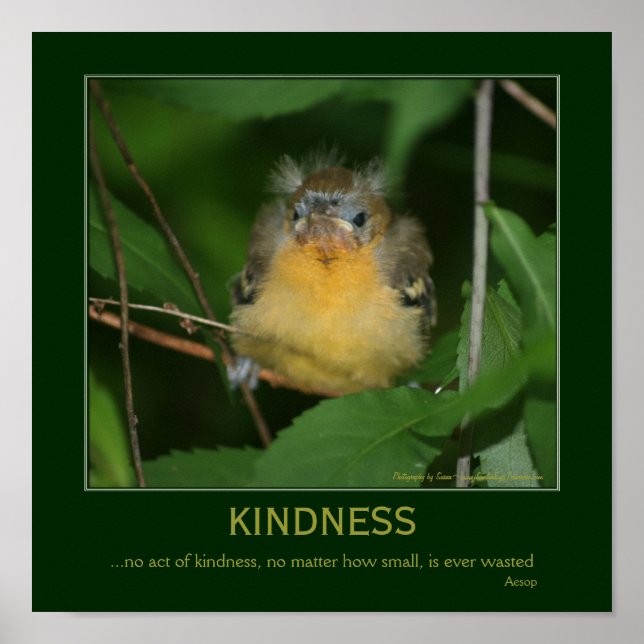 Kindness Inspirational Citational Baby Oriole Poster (Framsidan)