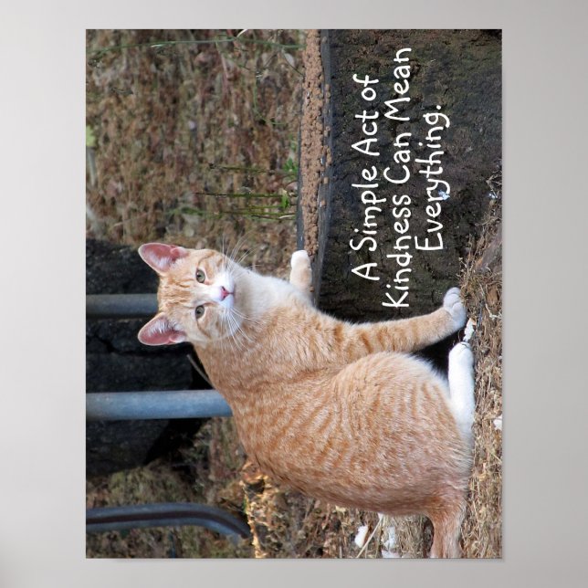Kindness Orange Tabby katt Poster (Framsidan)